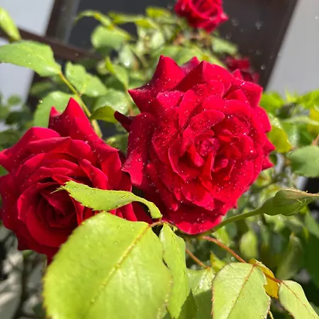 ベッド・アンド・ブレックファスト Il Tulipano 3*