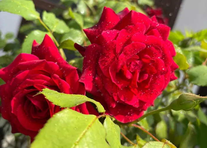 住宿加早餐酒店 Il Tulipano 3*