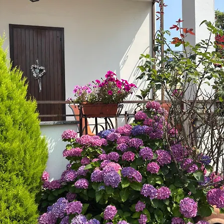 Il Tulipano Όπως